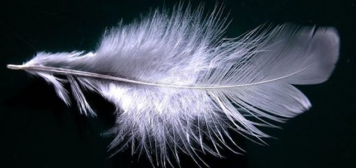 Feather Used in Pillows