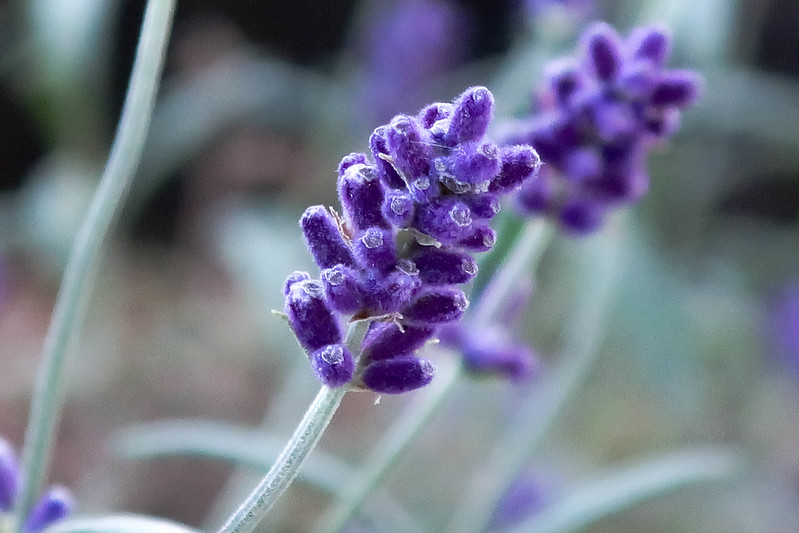 lavender infused pillow mattress firm